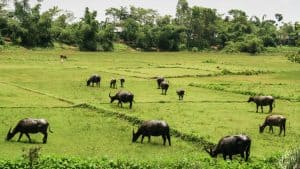 Le climat à Bangladesh