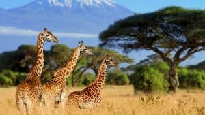 Kenya – température, climat et météo toute l’année