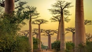 Madagascar – température, climat et météo toute l’année