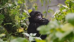Météo à Ouganda en octobre 2025