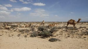 Somalie – température, climat et météo toute l’année