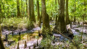 Parc national de Congaree – température, climat et météo toute l’année