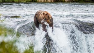 Parc national de Katmai – température, climat et météo toute l’année