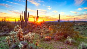 Météo à Parc national de Saguaro en janvier 2016
