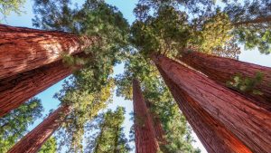 Parc national de Sequoia & Kings Canyon – température, climat et météo toute l’année