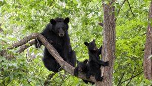 Parc national de Shenandoah – température, climat et météo toute l’année