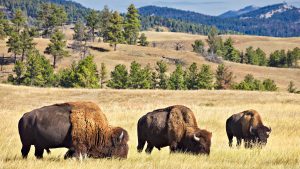 Parc national des Badlands – température, climat et météo toute l’année