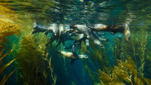 Météo à Parc national des Channel Islands en mai 2021