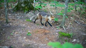 Parc national d'Isle Royale – température, climat et météo toute l’année