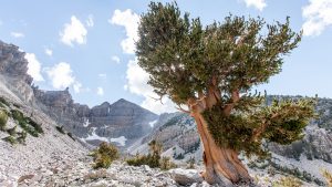 Parc national du Grand Bassin – température, climat et météo toute l’année