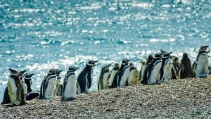 Puerto Madryn – température, climat et météo toute l’année
