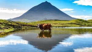 Météo à Pico en janvier 2026