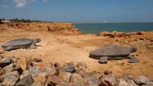 Port Hedland – température, climat et météo toute l’année