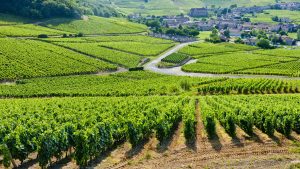 Bourgogne – température, climat et météo toute l’année