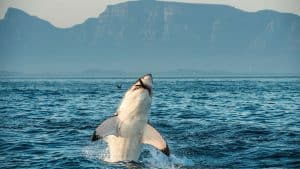 Gansbaai – température, climat et météo toute l’année