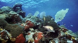 Utila – température, climat et météo toute l’année