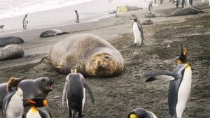 Géorgie du Sud-et-les îles Sandwich du Sud – température, climat et météo toute l’année