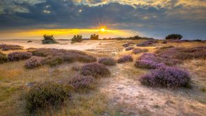 De Hoge Veluwe (parc national) – température, climat et météo toute l’année