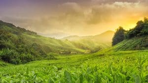 Cameron Highlands – température, climat et météo toute l’année