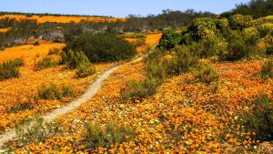 Namaqualand – température, climat et météo toute l’année