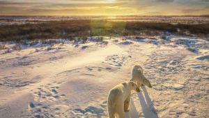 Manitoba – température, climat et météo toute l’année