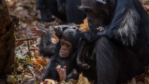 Gombe Stream National Park – température, climat et météo toute l’année
