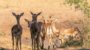 Hluhluwe-iMfolozi Park – température, climat et météo toute l’année