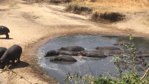 Katavi National Park – température, climat et météo toute l’année