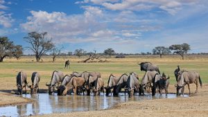 Kgalagadi Transfrontier Park – température, climat et météo toute l’année
