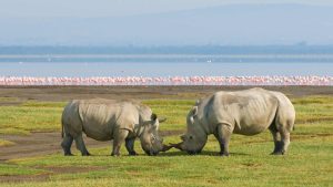 Lake Nakuru National Park – température, climat et météo toute l’année