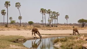 Ruaha National Park – température, climat et météo toute l’année