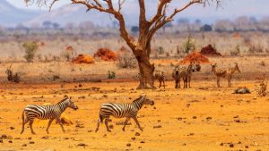Tsavo East National Park – température, climat et météo toute l’année