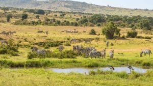 Shimoni – température, climat et météo toute l’année